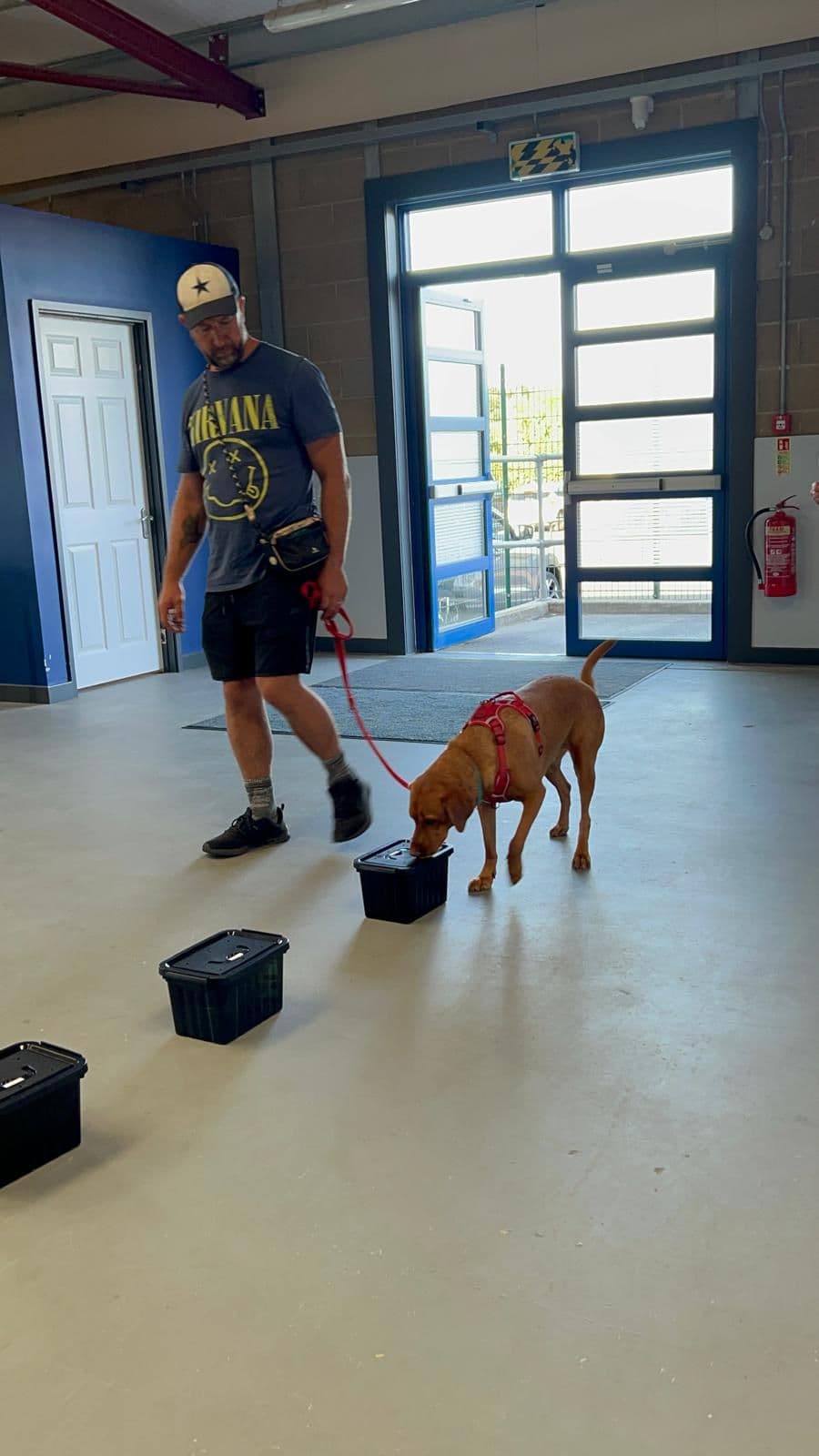 Dog participating in scent training exercise