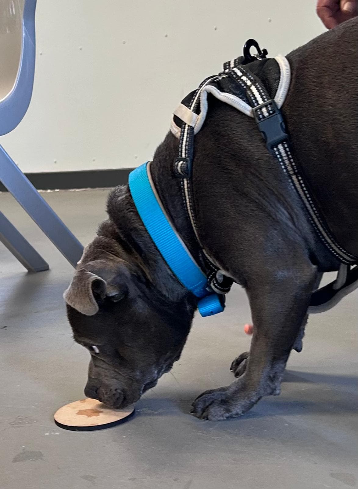 Dog focused on scent training activity