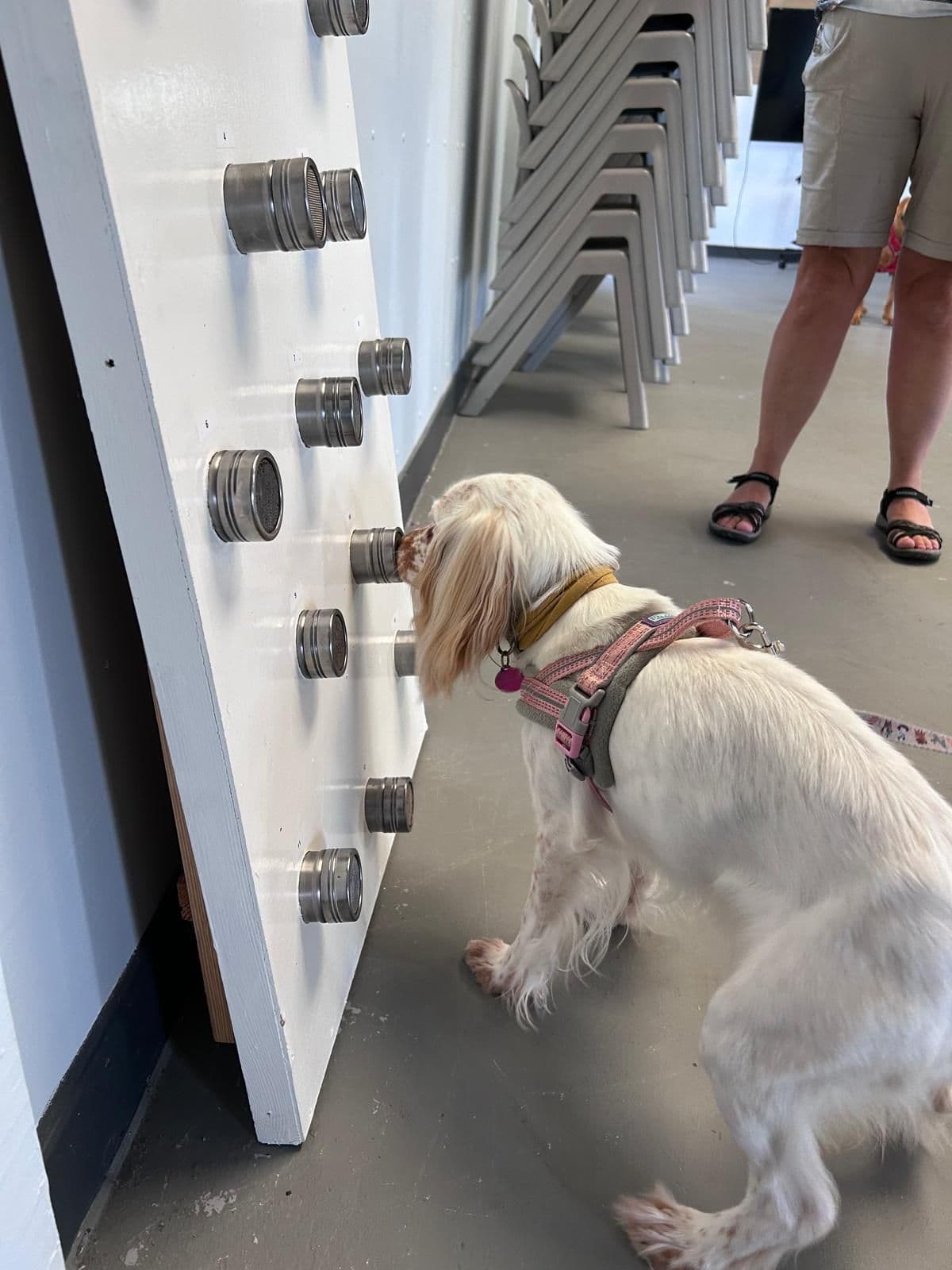 Dog engaged in scent work training