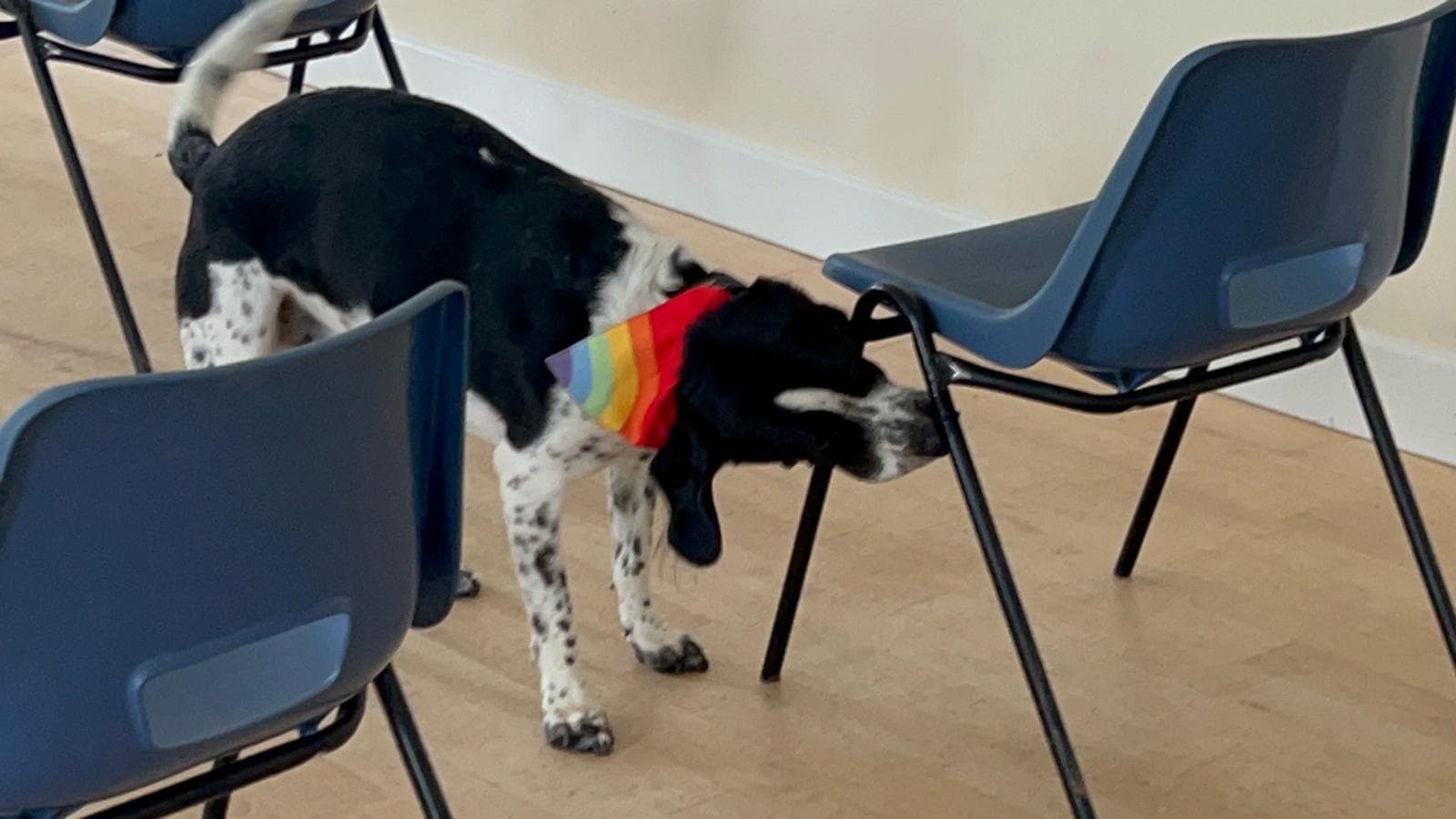 Dog demonstrating scent detection skills