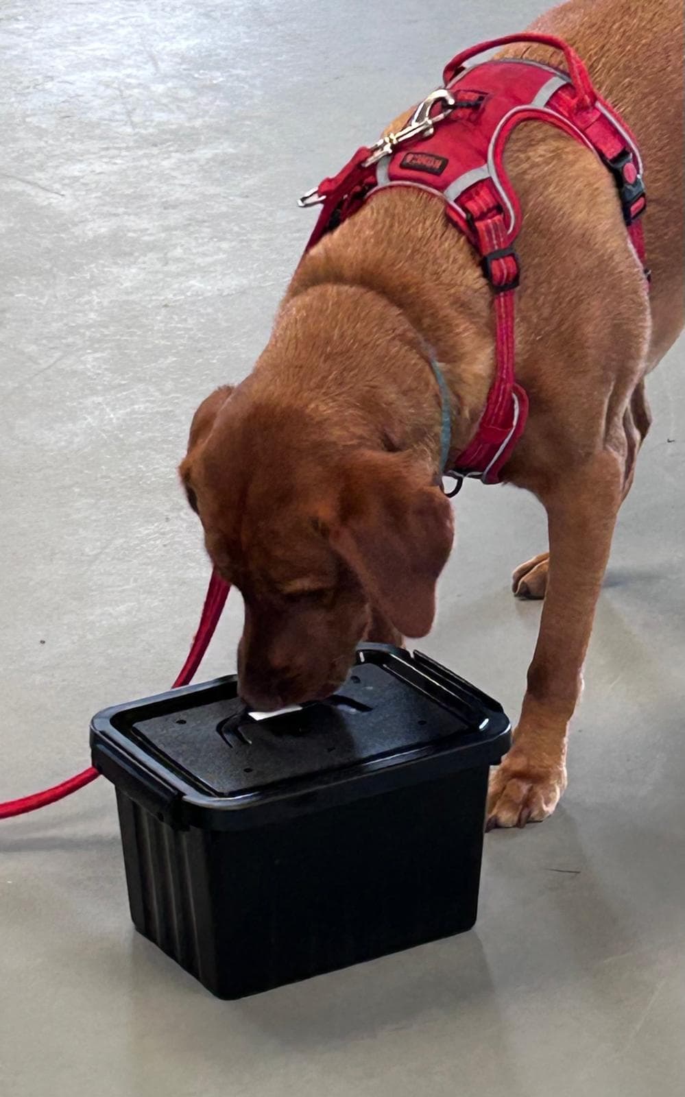 Dog performing scent training exercise