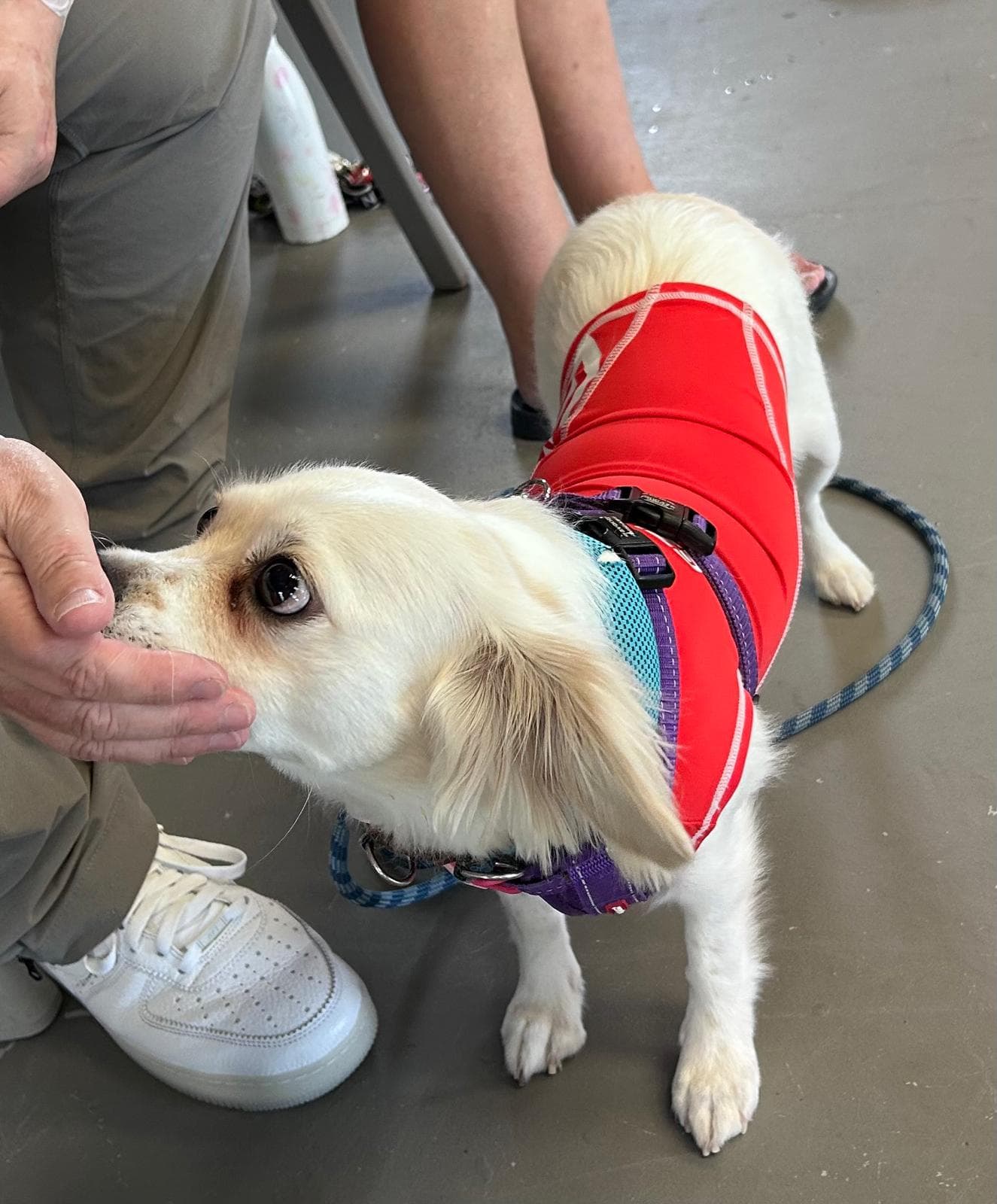 Dog working on advanced scent detection