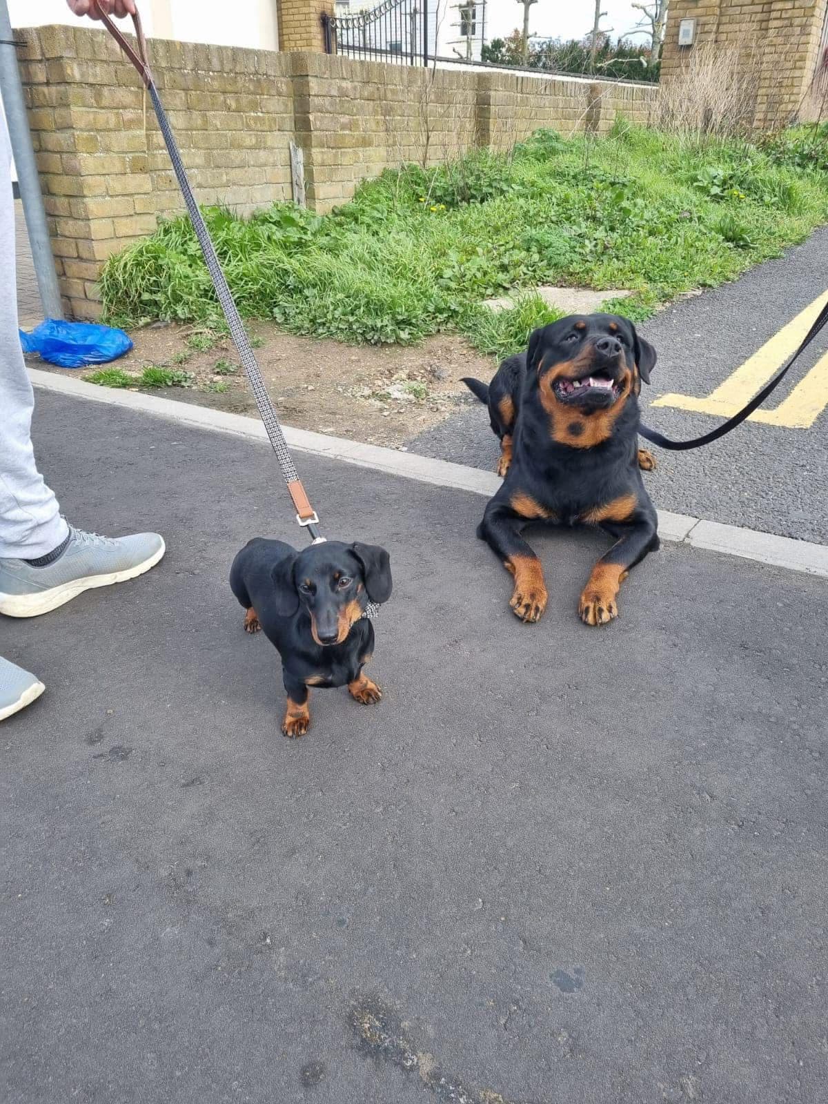 Dog participating in training session