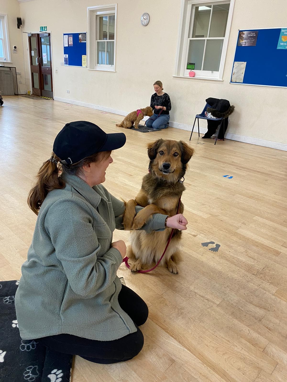 Dog demonstrating training skills