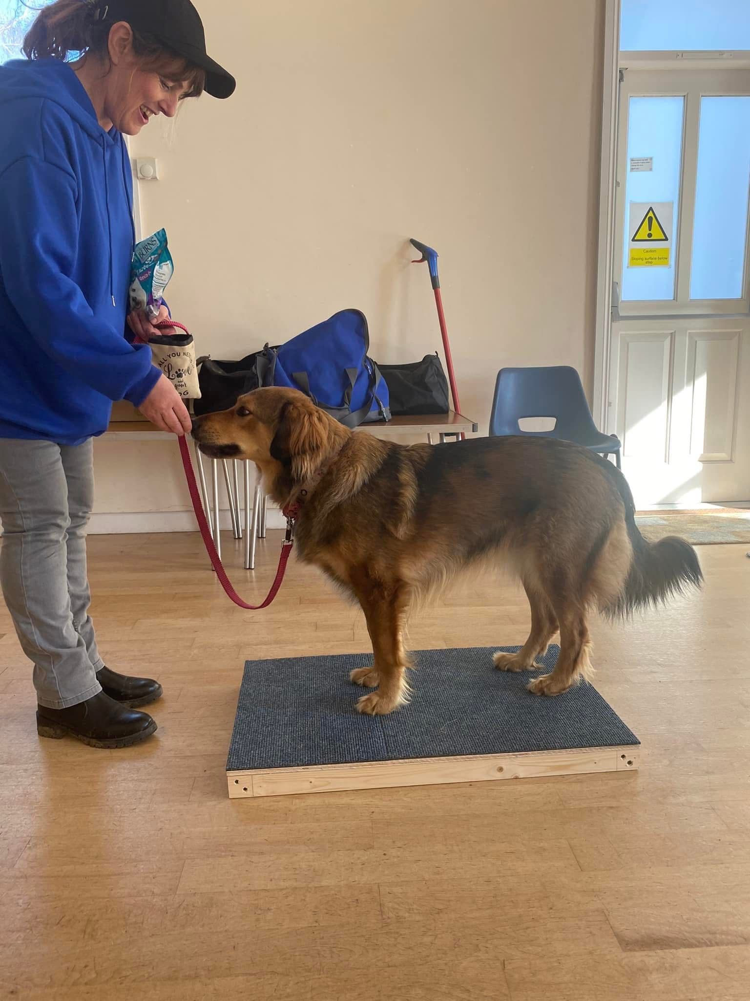 Dog working on obedience training