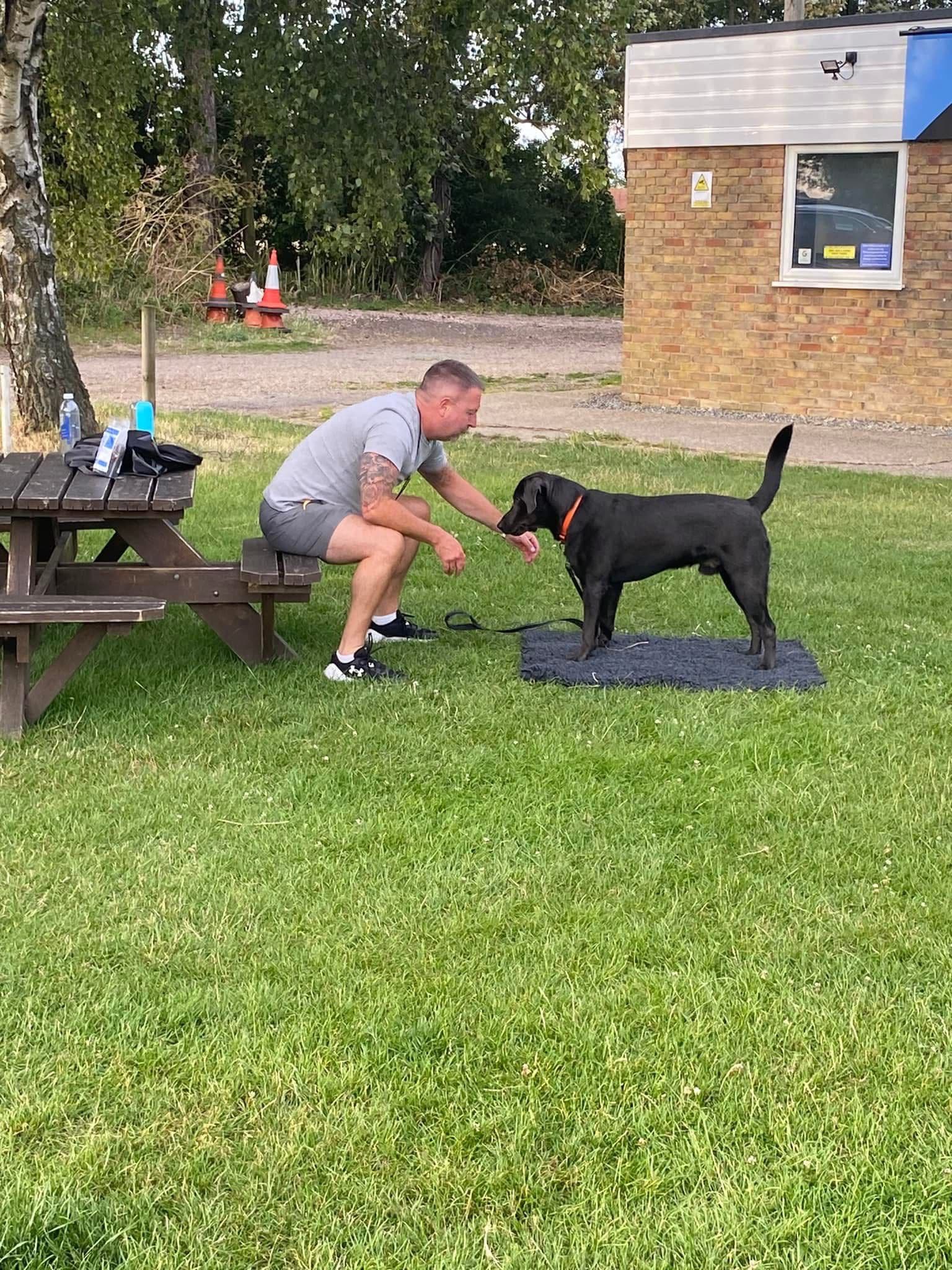 Dog engaged in training activity