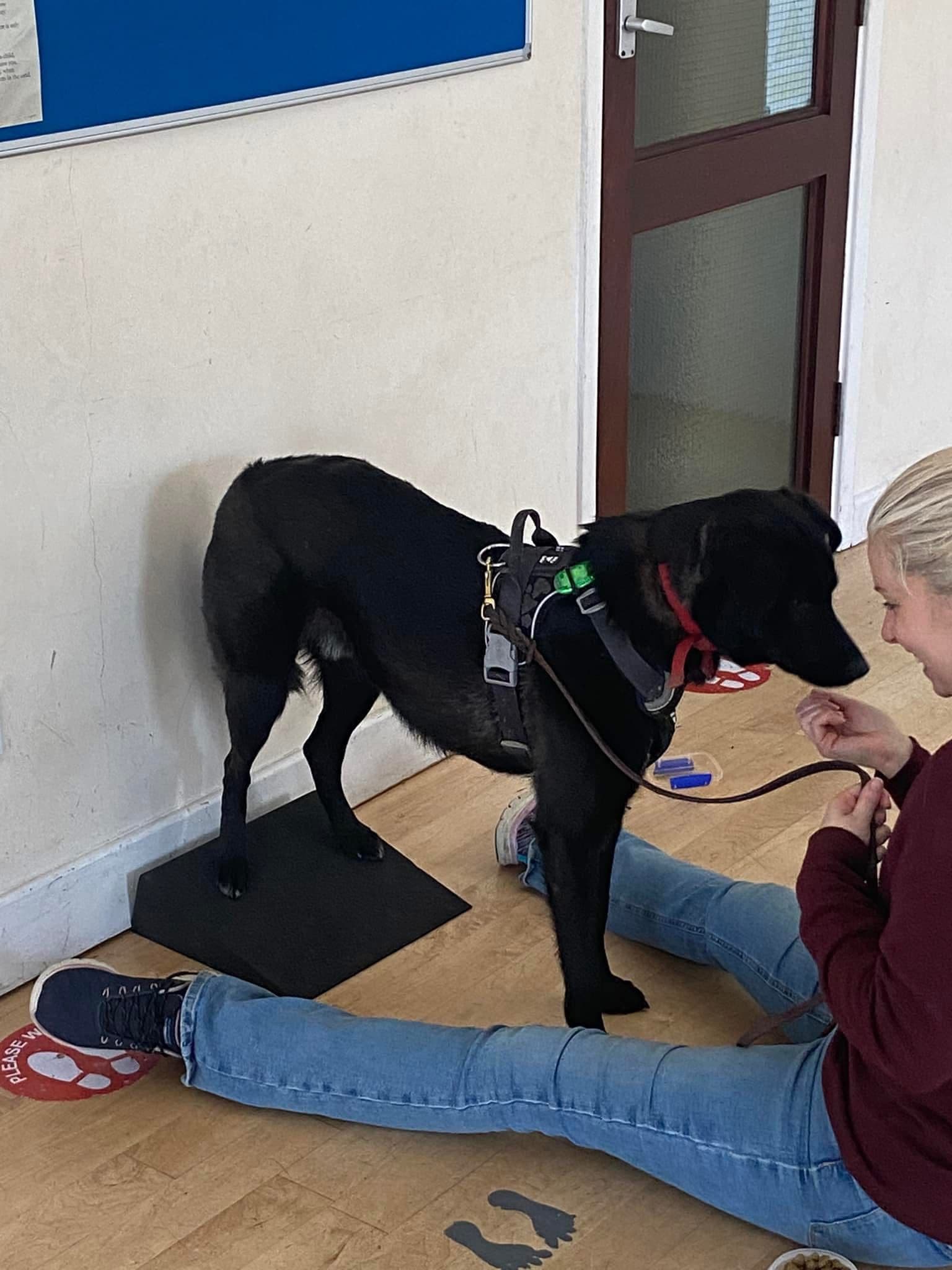 Dog demonstrating training skills