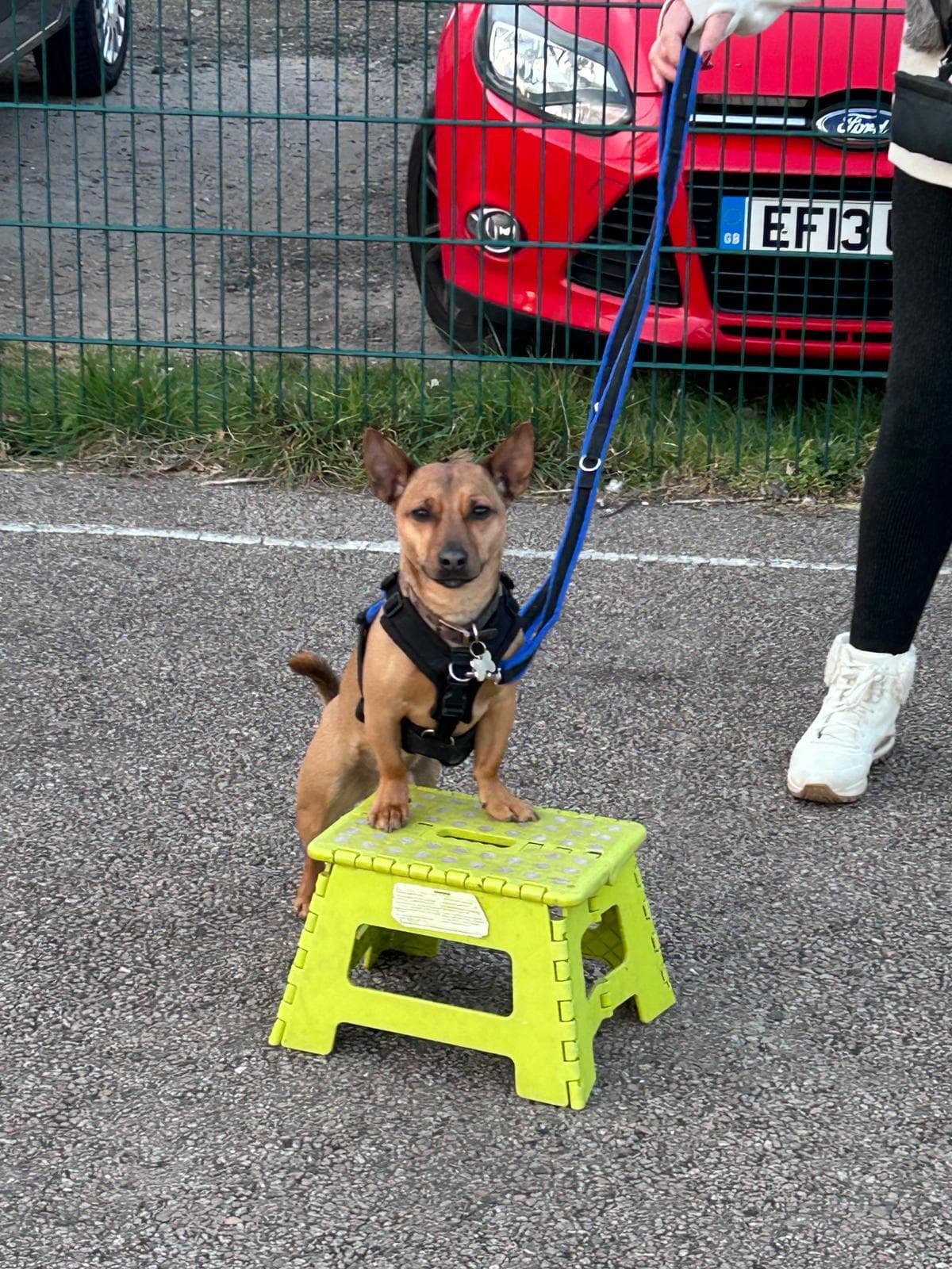 Dog participating in training session