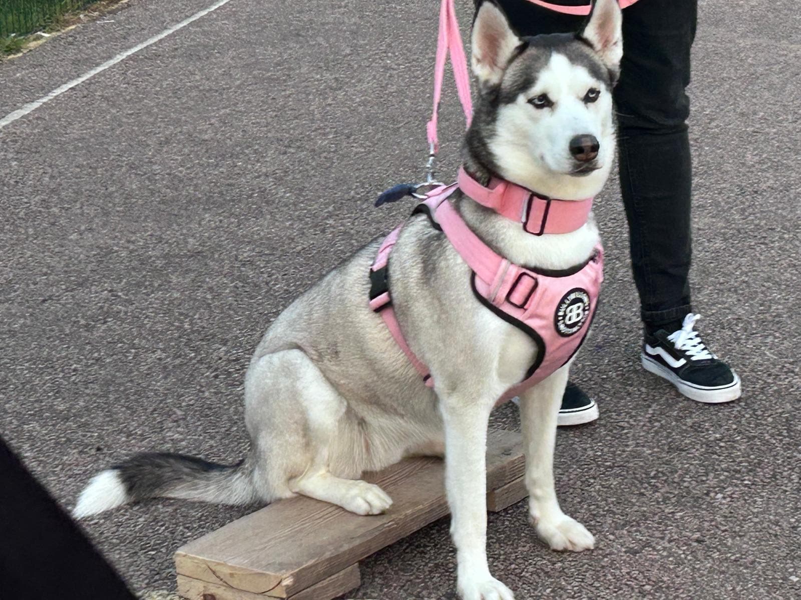 Dog working on obedience training