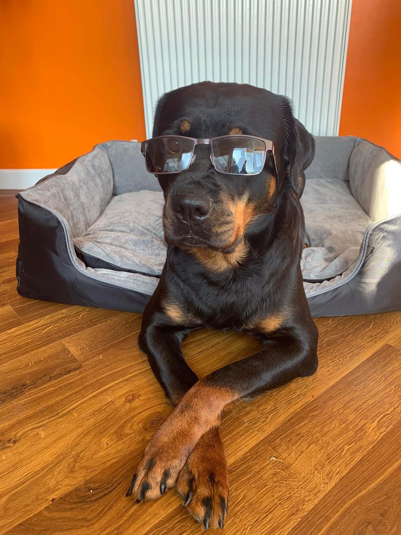 Dog with glasses