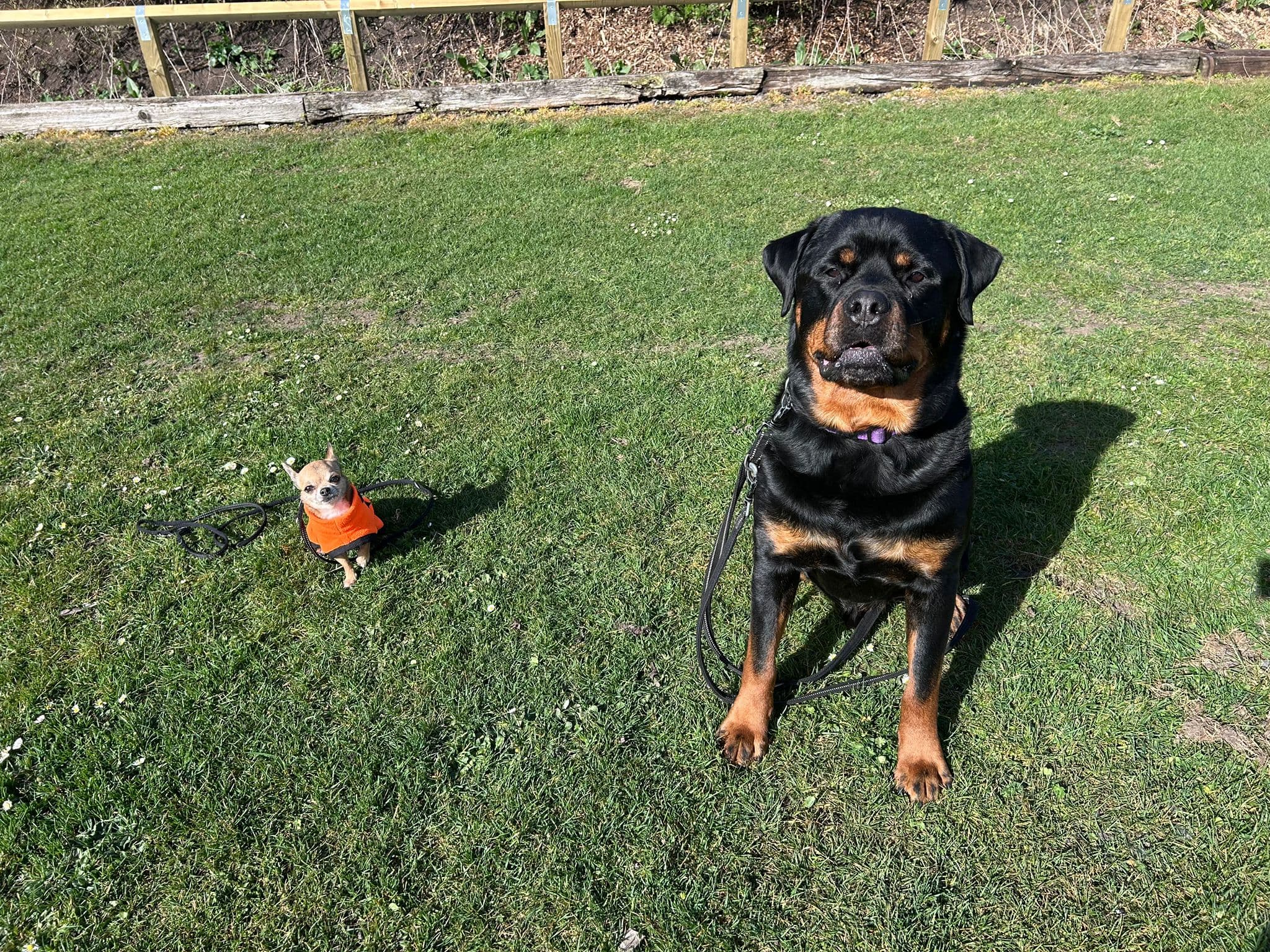 Two dogs of different sizes - a large Rottweiler and small Chihuahua sitting together