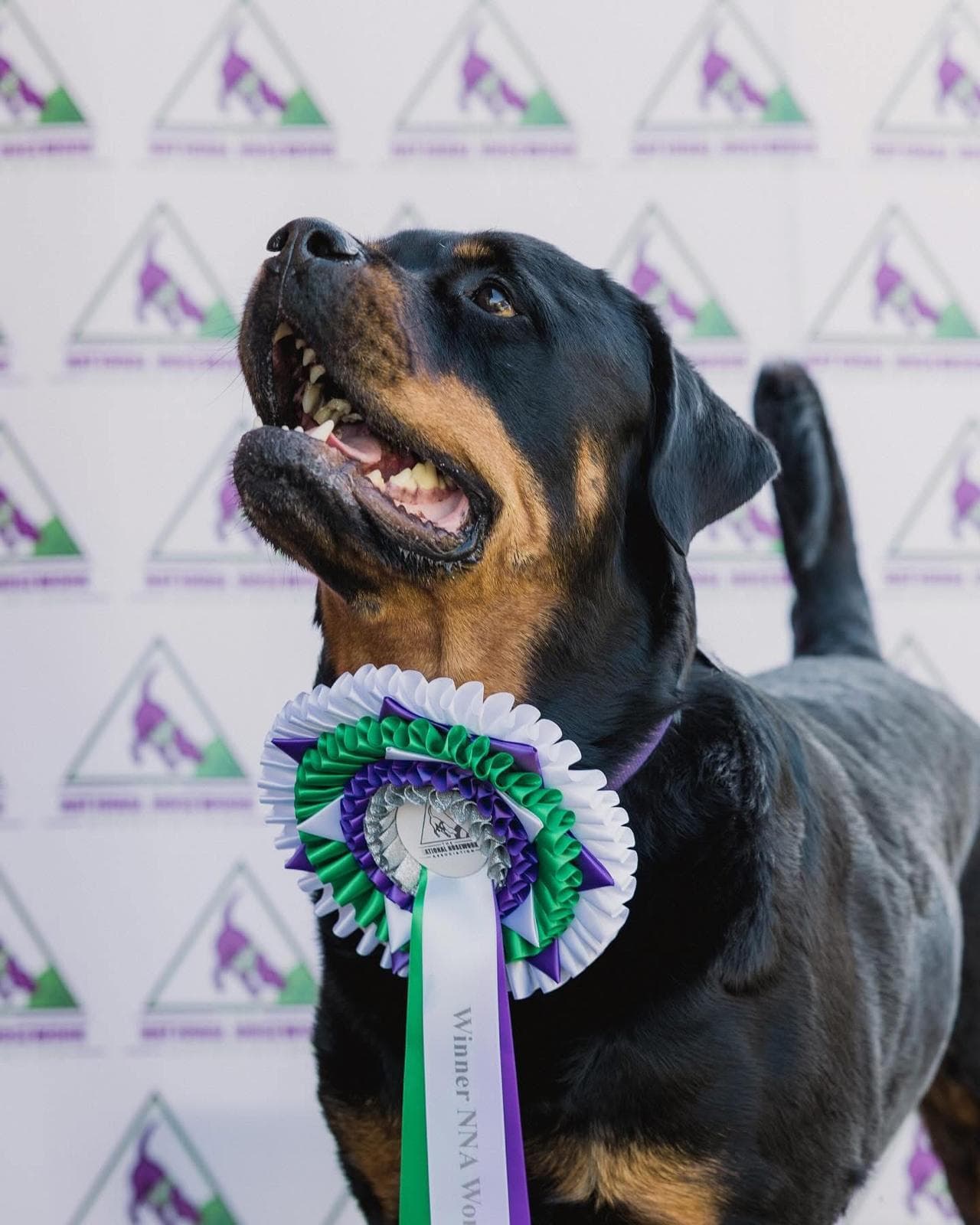 Rottweiler training - Buck Nose Scent Training