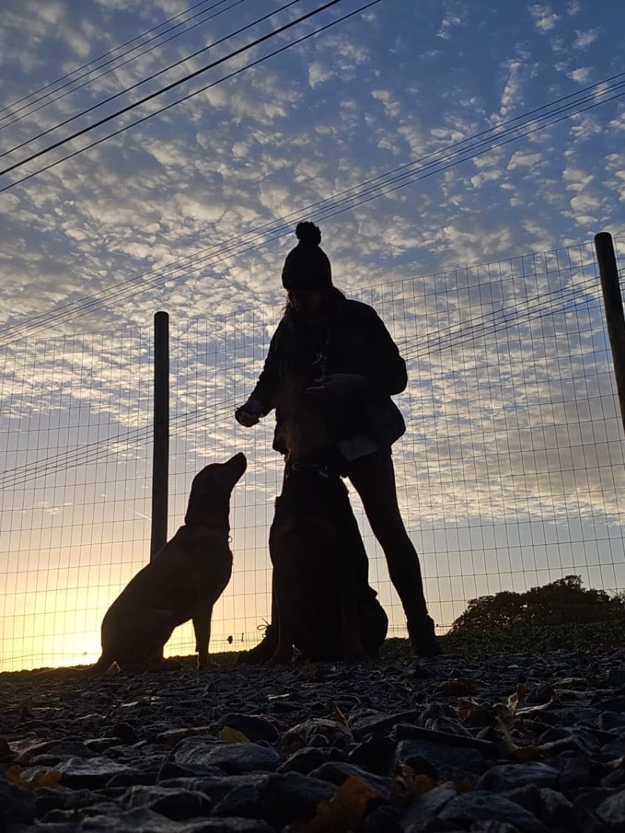 Dog training in Roydon, Norfolk