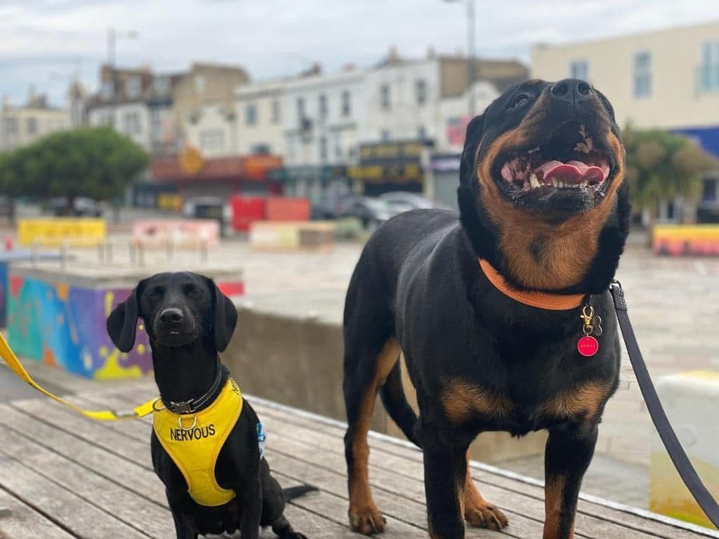 Dog training in sunset at Ru's Dog School
